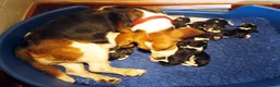 Beagle dogs for sale: KC Reg Beagle Puppies - Advert 8
