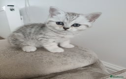 Scottish Fold cats for sale: Beautiful Scottish fold kittens  - Image 8