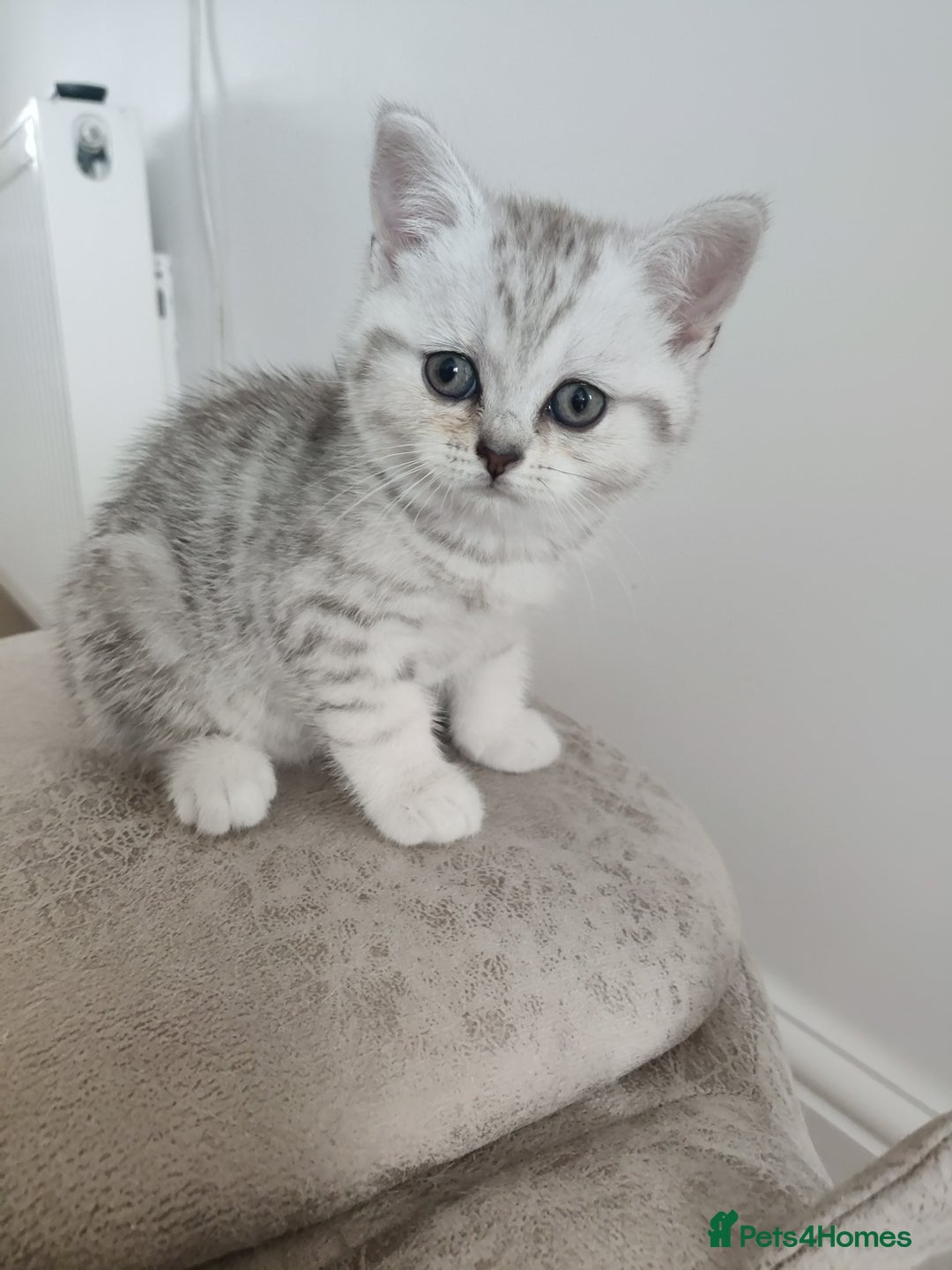 Scottish Fold cats for sale: Beautiful Scottish fold kittens  - Image 8