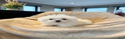 Maltese dogs for sale: Maltese  - Advert 1