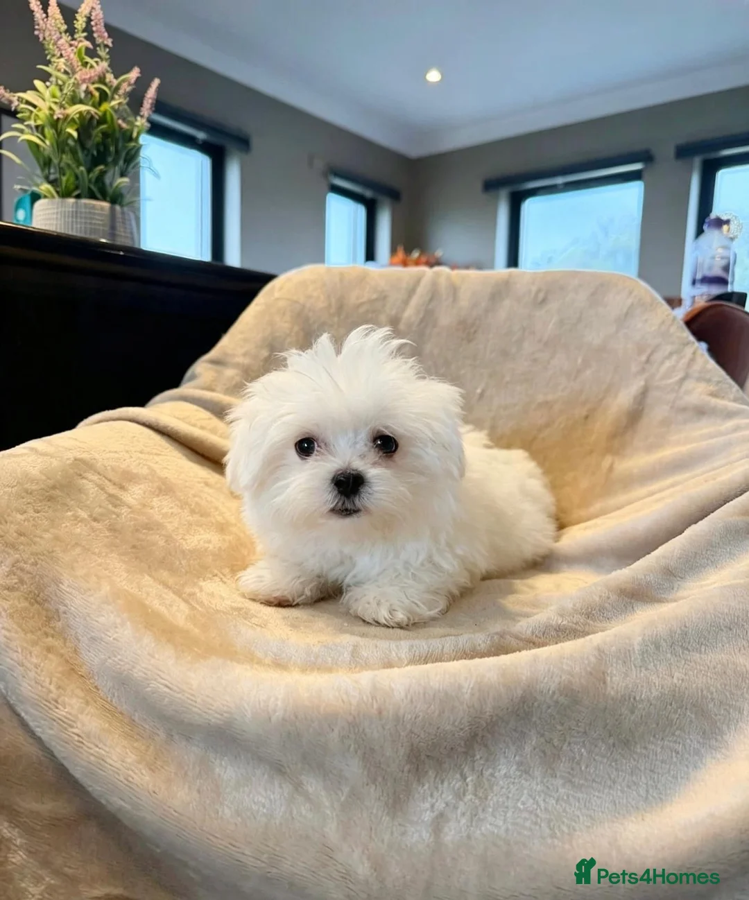 Maltese dogs for sale: Maltese  - Advert 1