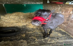 Shetland pony horses for sale: Marler (yes after Joe Marler )  - Advert 3