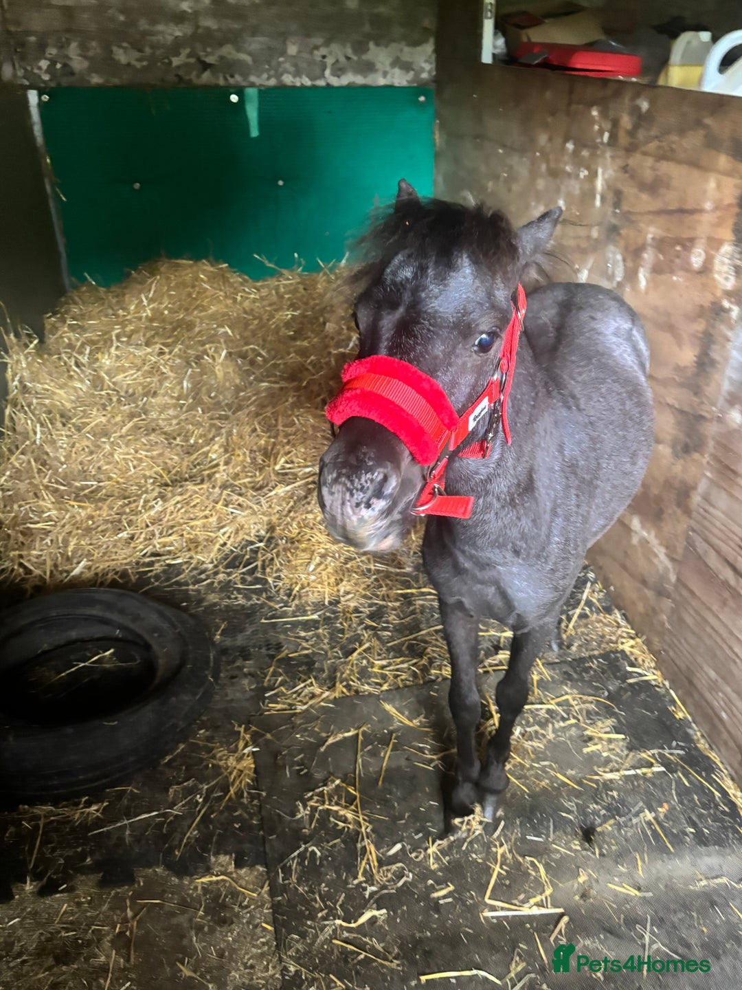 Shetland pony horses for sale: Marler (yes after Joe Marler )  - Advert 3