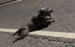 Staffordshire Bull Terrier dogs for sale: Beautiful Blue Staffy Girl Remi 🩷 - Image 4