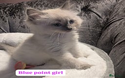 Ragdoll cats for sale: 💕💛GCCF Registered 💛💕Pedigree Ragdoll kittens - Image 11