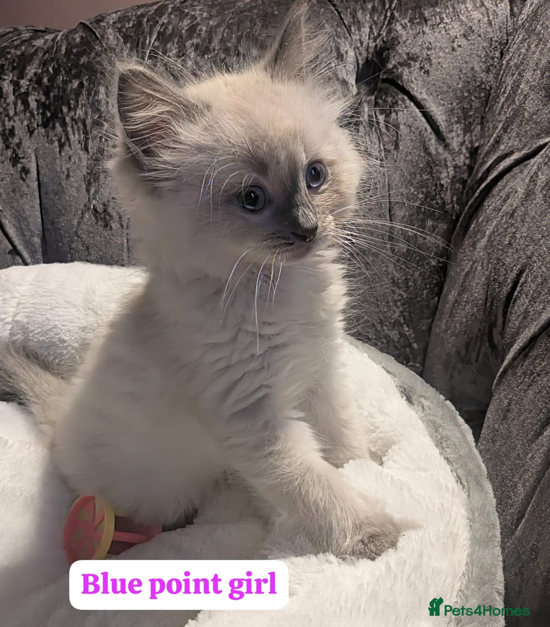 Ragdoll cats for sale: 💕💛GCCF Registered 💛💕Pedigree Ragdoll kittens - Image 11