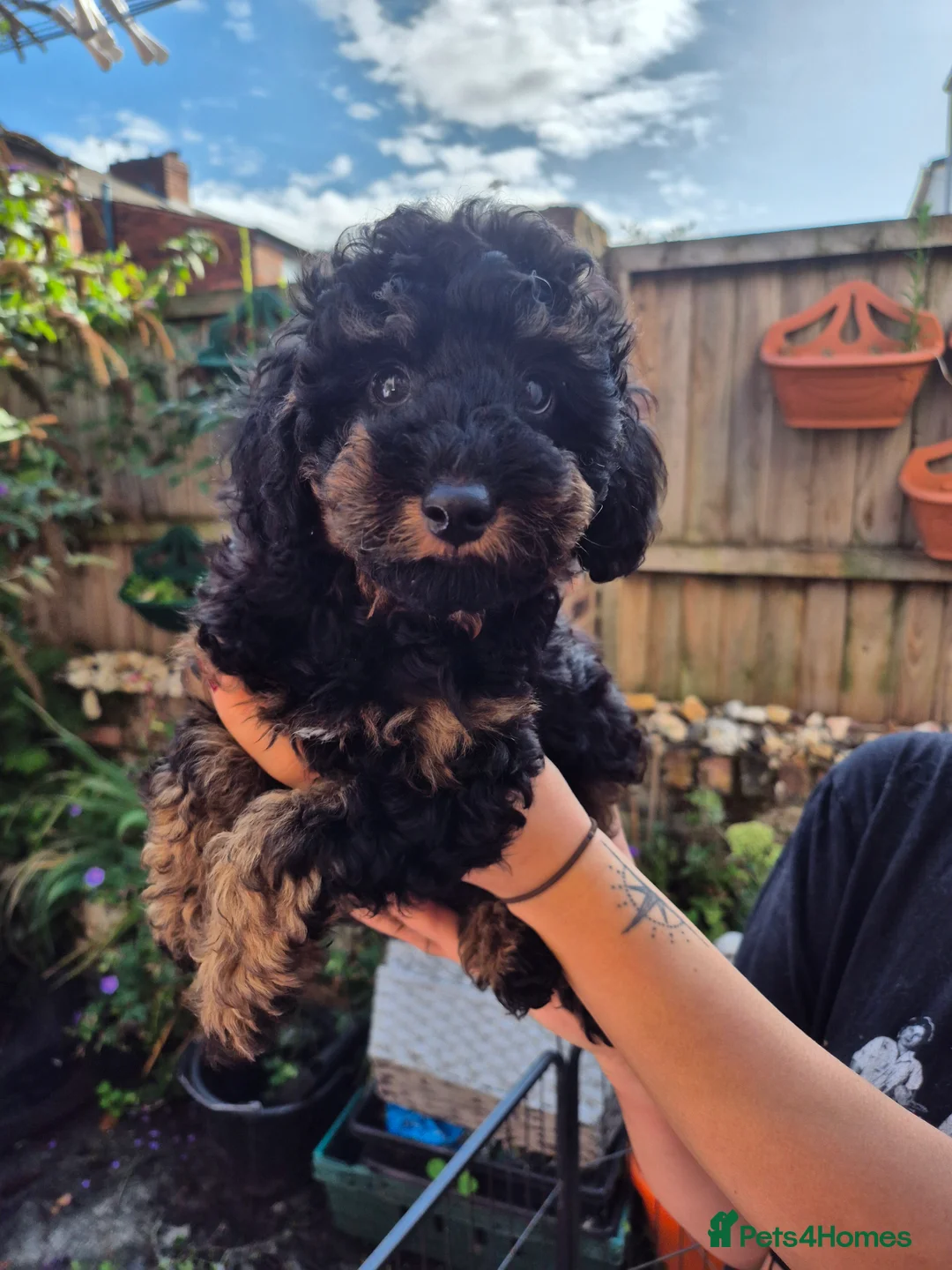 Toy Poodle dogs for stud: Black Phantom Toy Poodle PROVEN - Advert 15