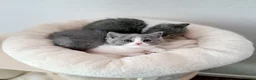 British Shorthair cats for sale: British Shorthair Males & Females in Leicester - Advert 20