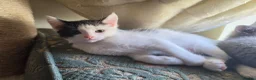 Domestic Shorthair cats for sale: Black and white domestic shorthair kittens - Advert 7