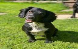 Cocker Spaniel dogs for stud: Cocker spaniel for stud  in Melton Mowbray - Image 4