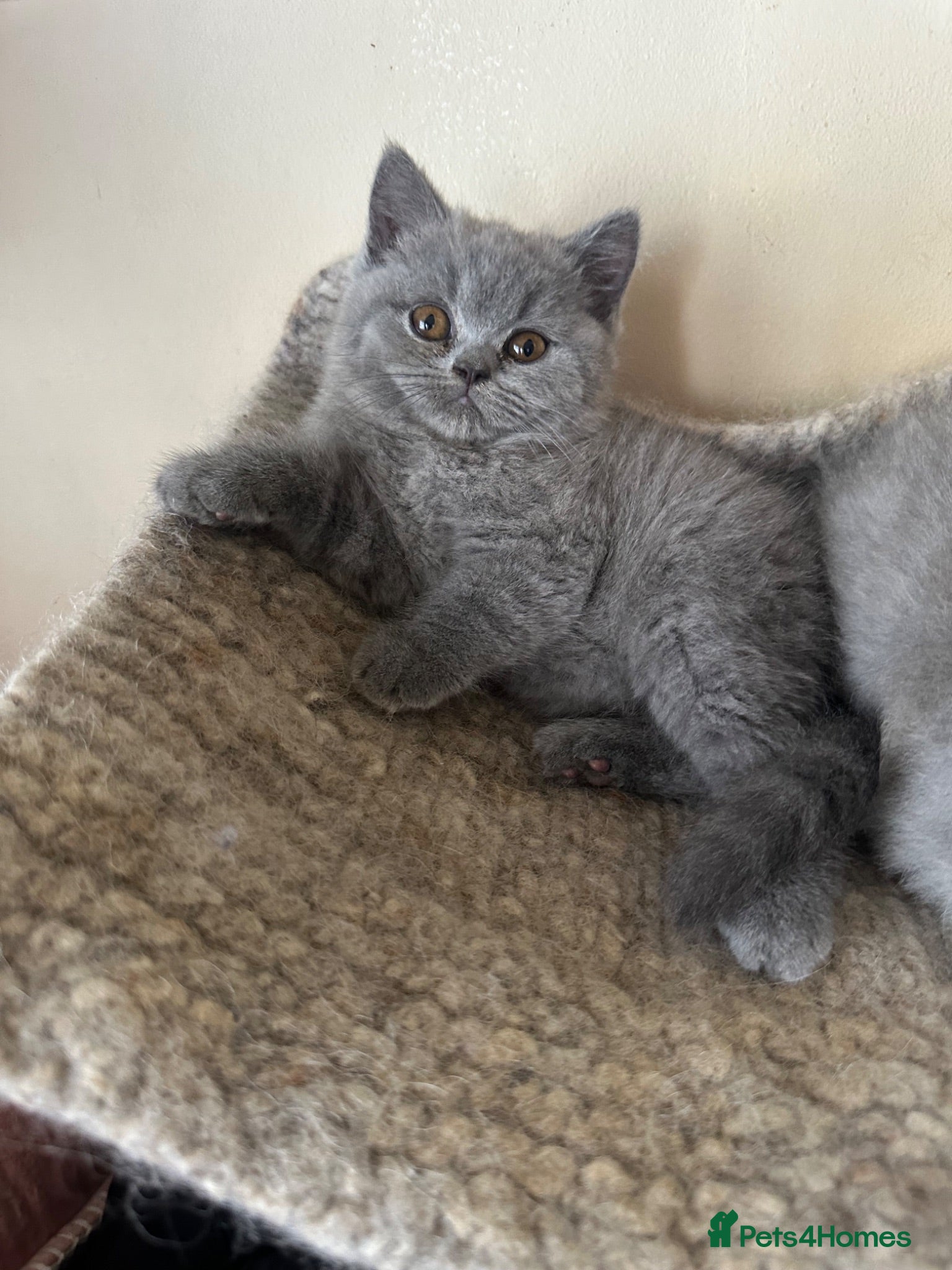 British Shorthair cats British Shorthair GCCF-registered Kittens  - Advert 2