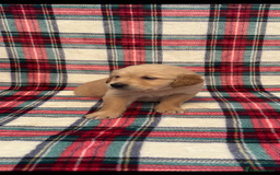 Golden Retriever dogs for sale: KC Registered Golden Retrievers  - Image 11