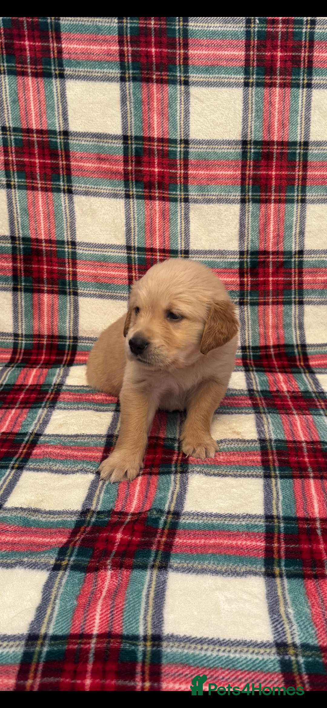 Golden Retriever dogs for sale: KC Registered Golden Retrievers  - Image 11