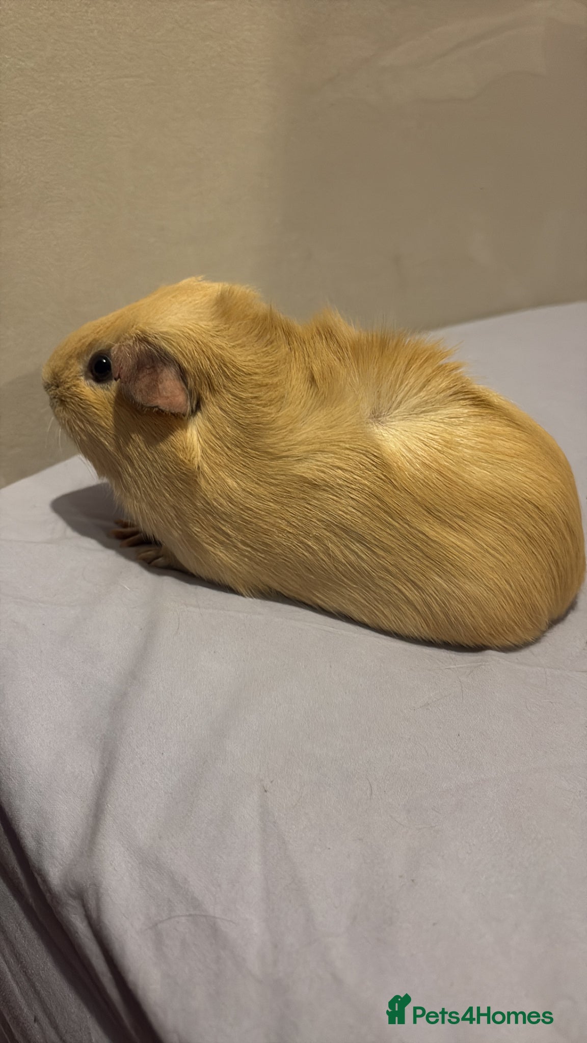 Guinea Pig rodents for sale: Beautiful girl Guniea pigs - Advert 4