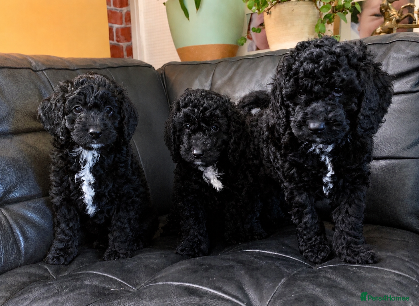 Cockapoo dogs Ready to go this week! Beautiful Cockapoo puppies - Advert 5