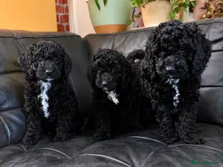 Cockapoo dogs Ready to go this week! Beautiful Cockapoo puppies - Advert 5