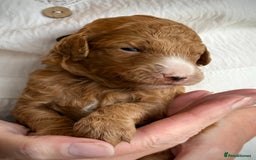 Mixed Breed dogs for sale: Health Tested miniature Goldendoodles  - Image 14