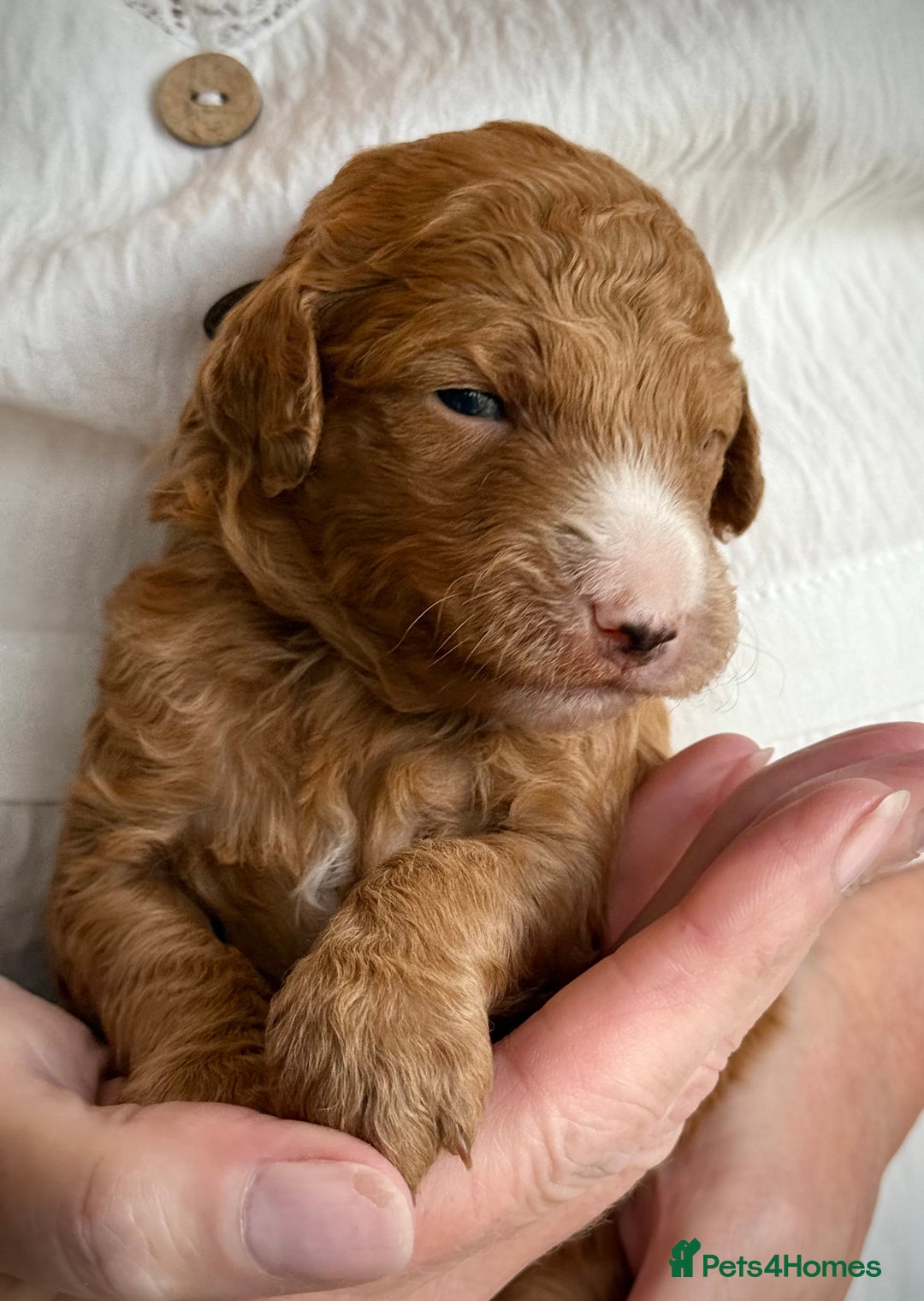 Mixed Breed dogs for sale: Health Tested miniature Goldendoodles  - Image 14