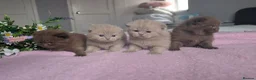 British Shorthair cats for sale: GCCF REGISTERED CHOCOLATE AND LILAC KITTENS - Advert 9