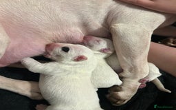 English Bull Terrier dogs for sale: KC Reg English bull terrier puppies  - Image 1