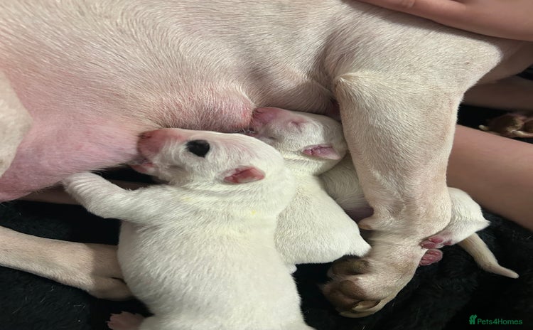 English Bull Terrier dogs - Advert 1