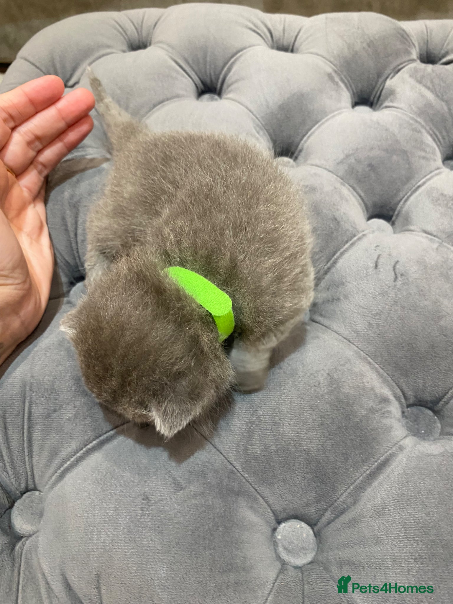 British Shorthair cats for sale: Beautiful British Blues  - Advert 3