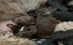 Cockapoo dogs for sale: Cockerpoo- beautiful Merle ready to go in Gillingham - Image 1