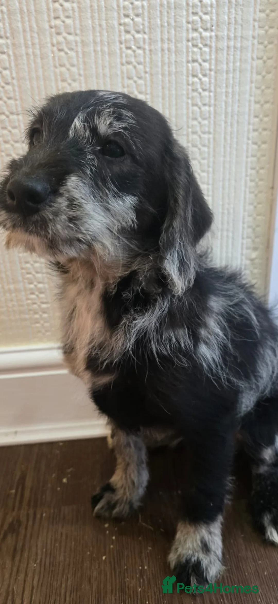 Goldendoodle dogs for sale: Goldendoodle puppys in Chichester - Advert 10