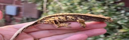 Gecko reptiles for sale: Various crested geckos  - Advert 17