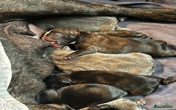 French Bulldog dogs for sale: french bull dog pups for sale - Image 2