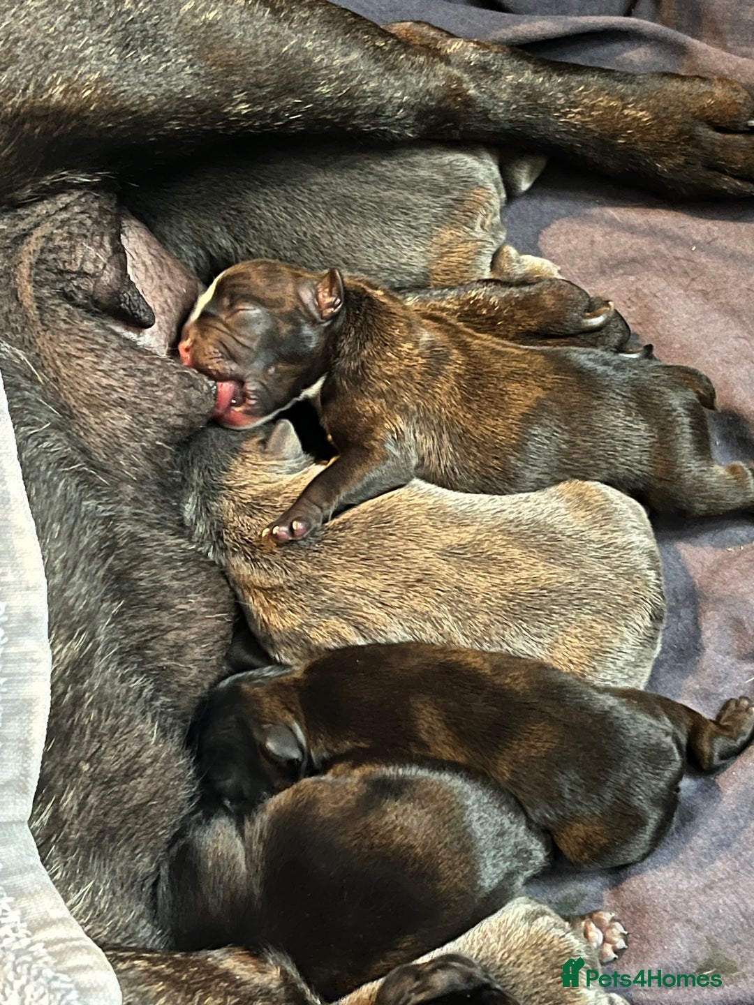 French Bulldog dogs for sale: french bull dog pups for sale - Image 2