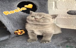 British Shorthair cats for sale: GCCF British shorthair kittens for Sale - Image 11