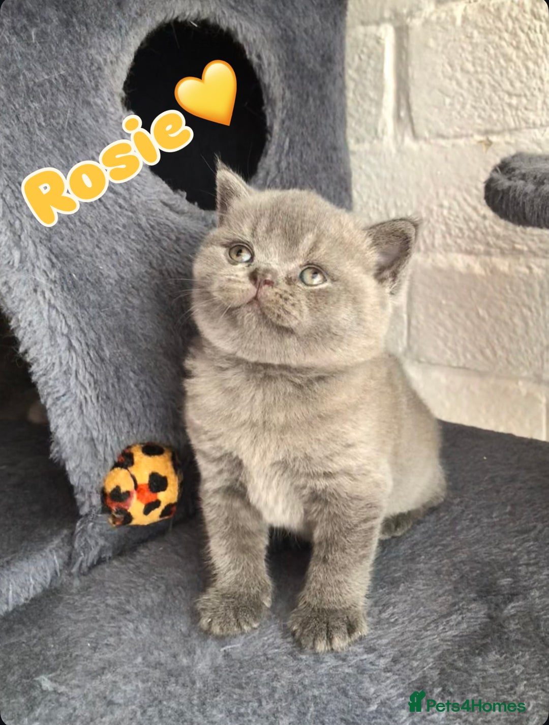 British Shorthair cats for sale: GCCF British shorthair kittens for Sale - Image 11