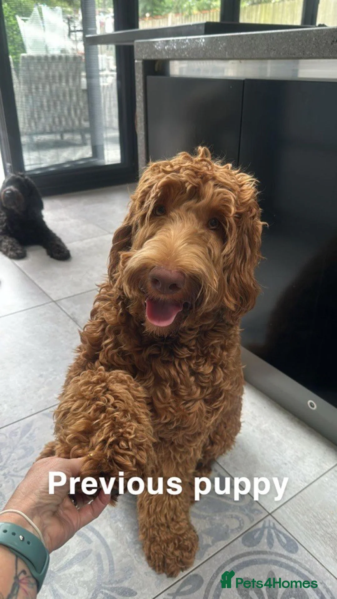Double Doodle dogs for sale: Nell is expecting Double Doodles  - Advert 10