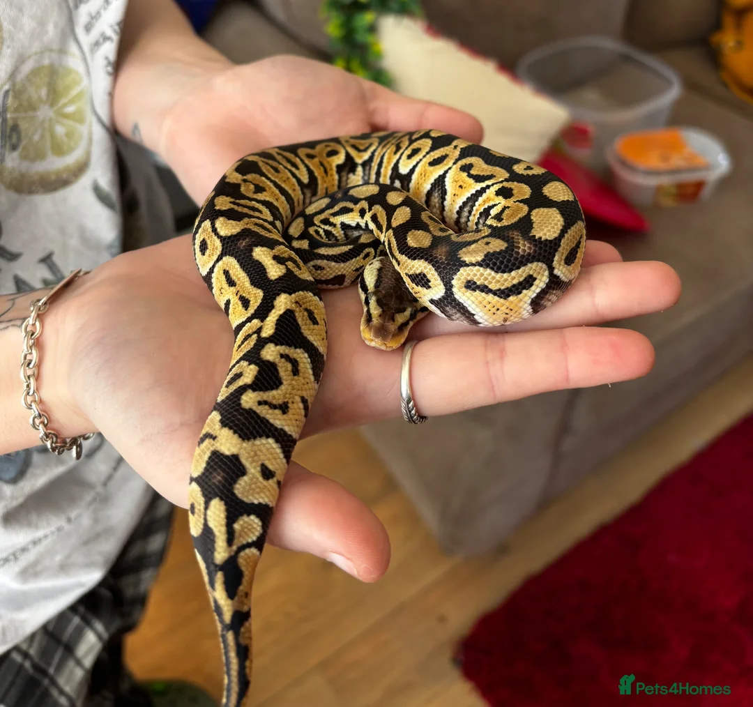 Python Snake reptiles for sale: Pastel Het Clown Ball Python - Advert 4