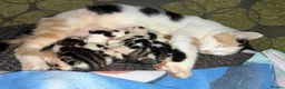 Mixed Breed cats for sale: Cute kittens - Advert 17