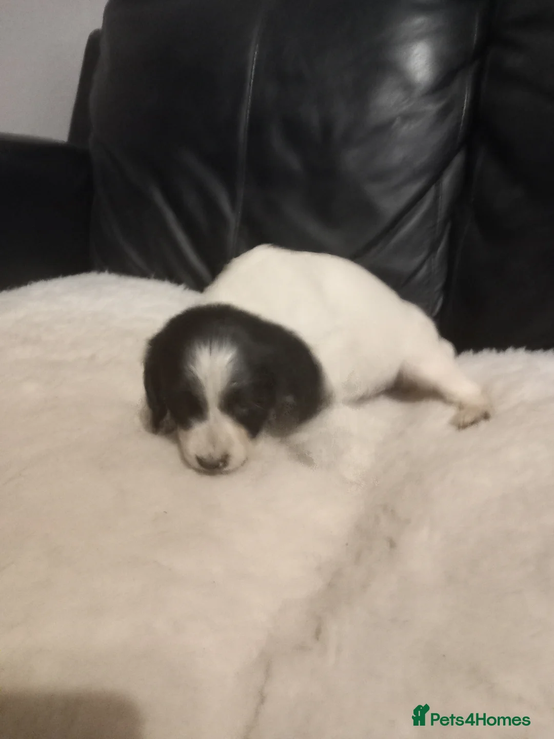 English Springer Spaniel dogs for sale: English springer spaniel  - Advert 2