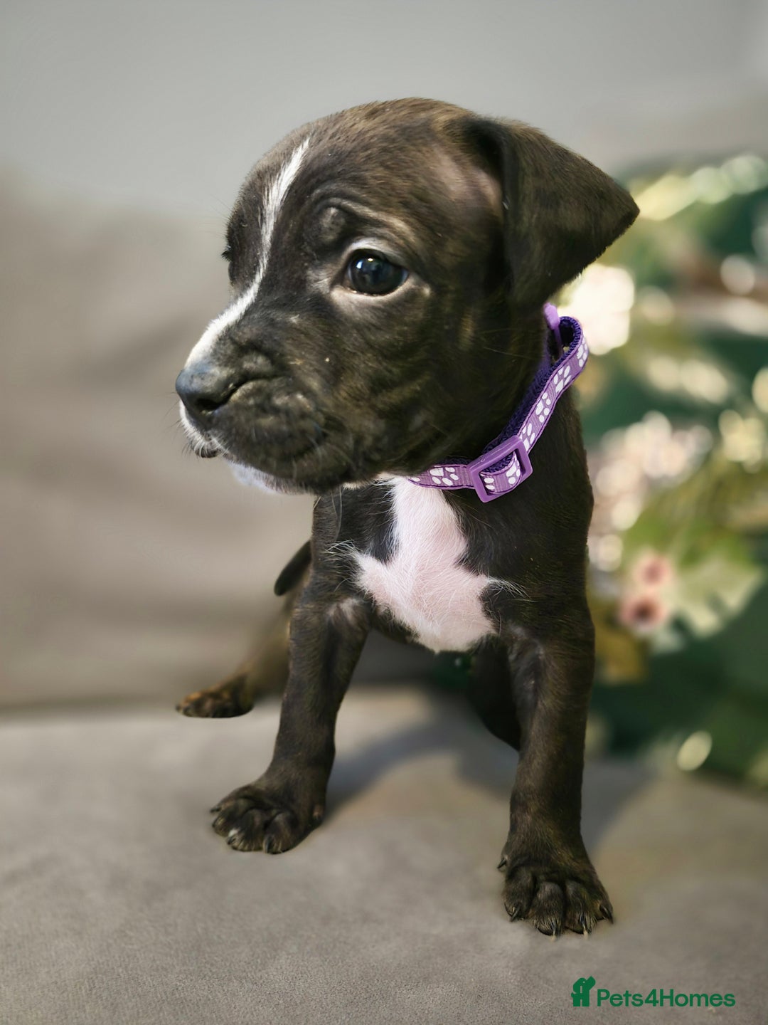 Mixed Breed dogs for sale: Mum-STAFF DAD-CANECORSO - Advert 19