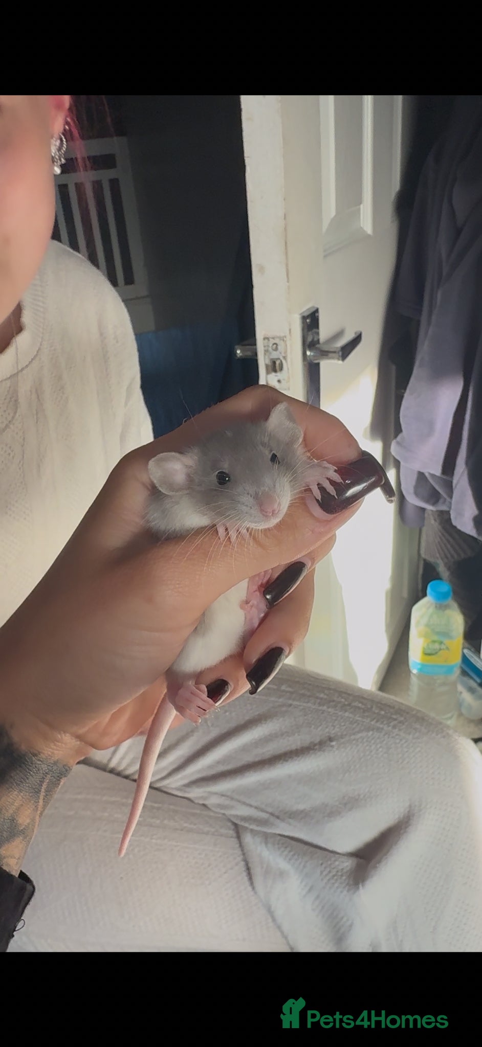 Rat rodents for sale: Baby rats  - Advert 2