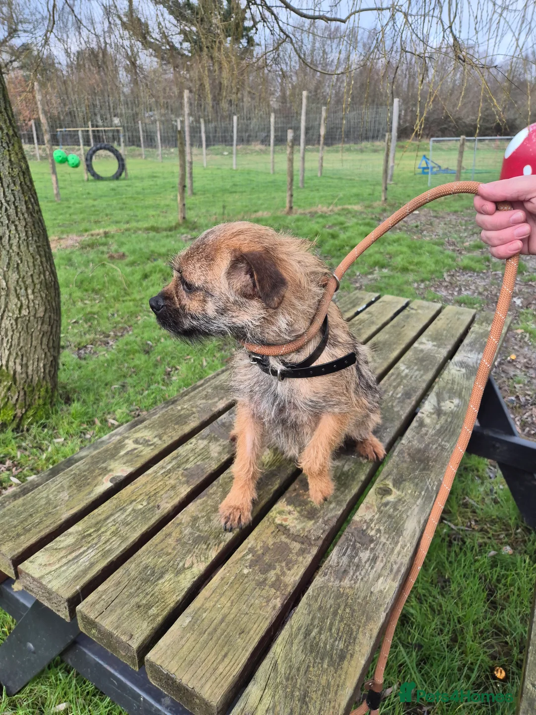 Border Terrier dogs for sale: Adult Border Terrier Female - Advert 3