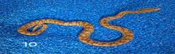 Boa Snake reptiles for sale: Colombian Rainbow Boa morphs  - Advert 19