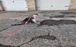 Mixed Breed cats for sale: 2 year old female  - Image 7