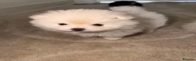 Pomeranian 2