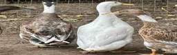 Ducks poultry for sale: Running Duck Drakes - Advert 3
