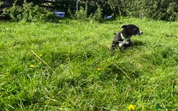 Border Collie dogs for sale: 4 border collie males looking for forever homes  - Image 28