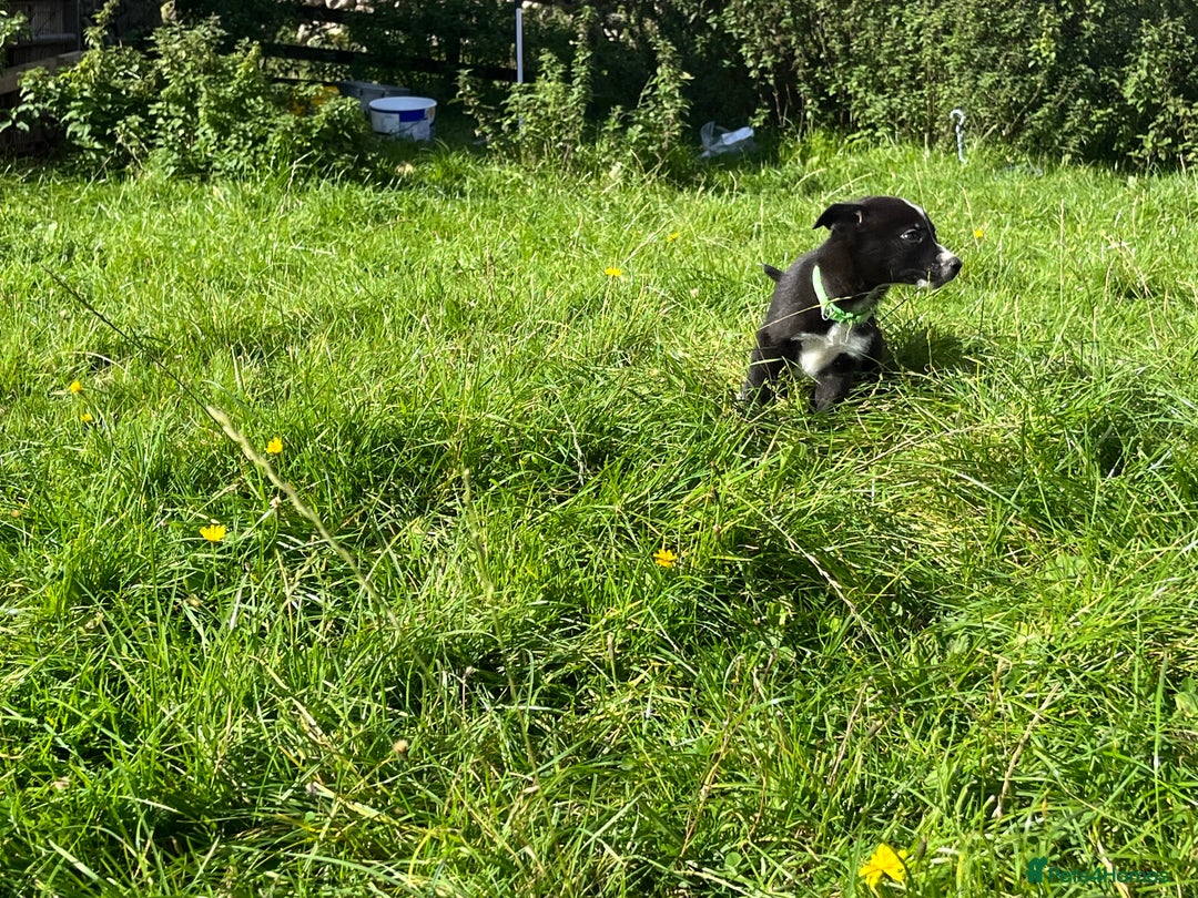Border Collie dogs for sale: 4 border collie males looking for forever homes  - Image 28