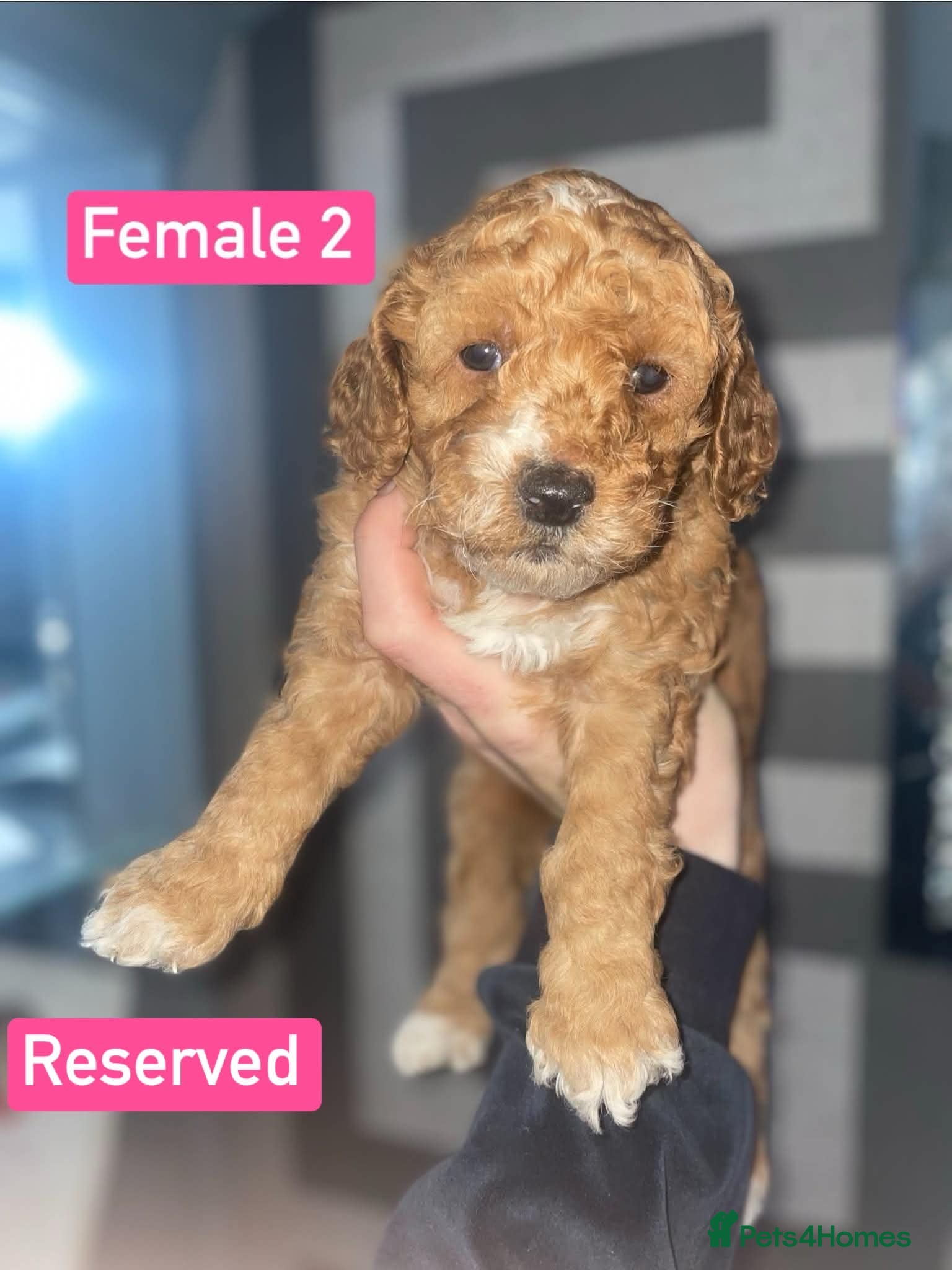 Cockapoo dogs F1B Cockapoo Puppies  - Advert 2