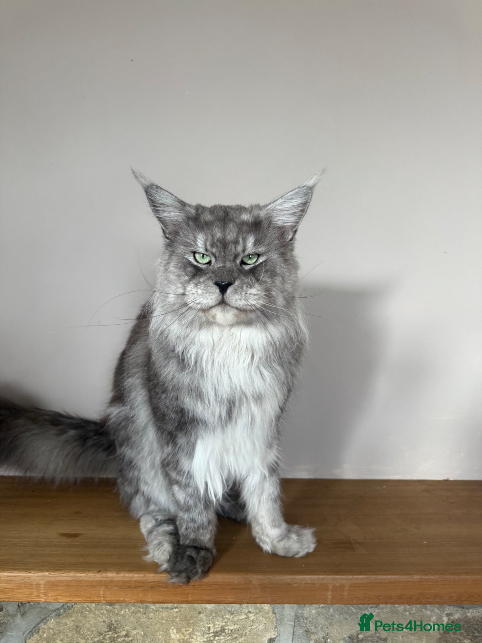 Maine Coon cats for stud: Large Imported High Black Smoke Maine Coon Stud - Advert 2