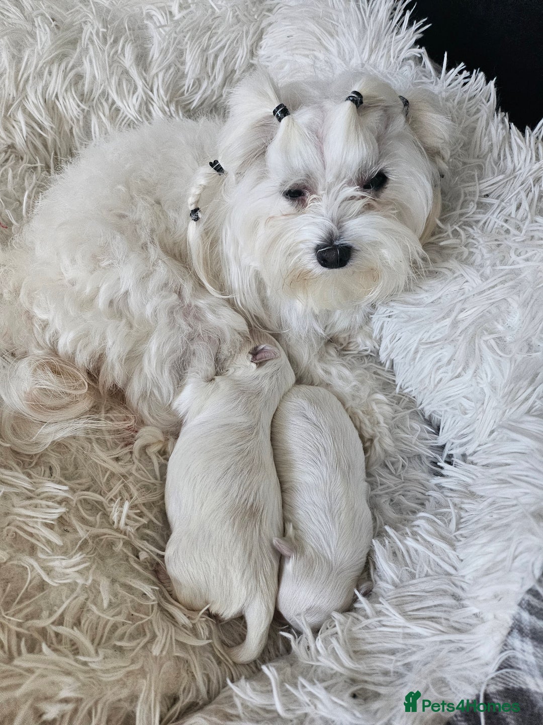 Maltese dogs for sale:  koreja meltis in Rotherham - Image 2