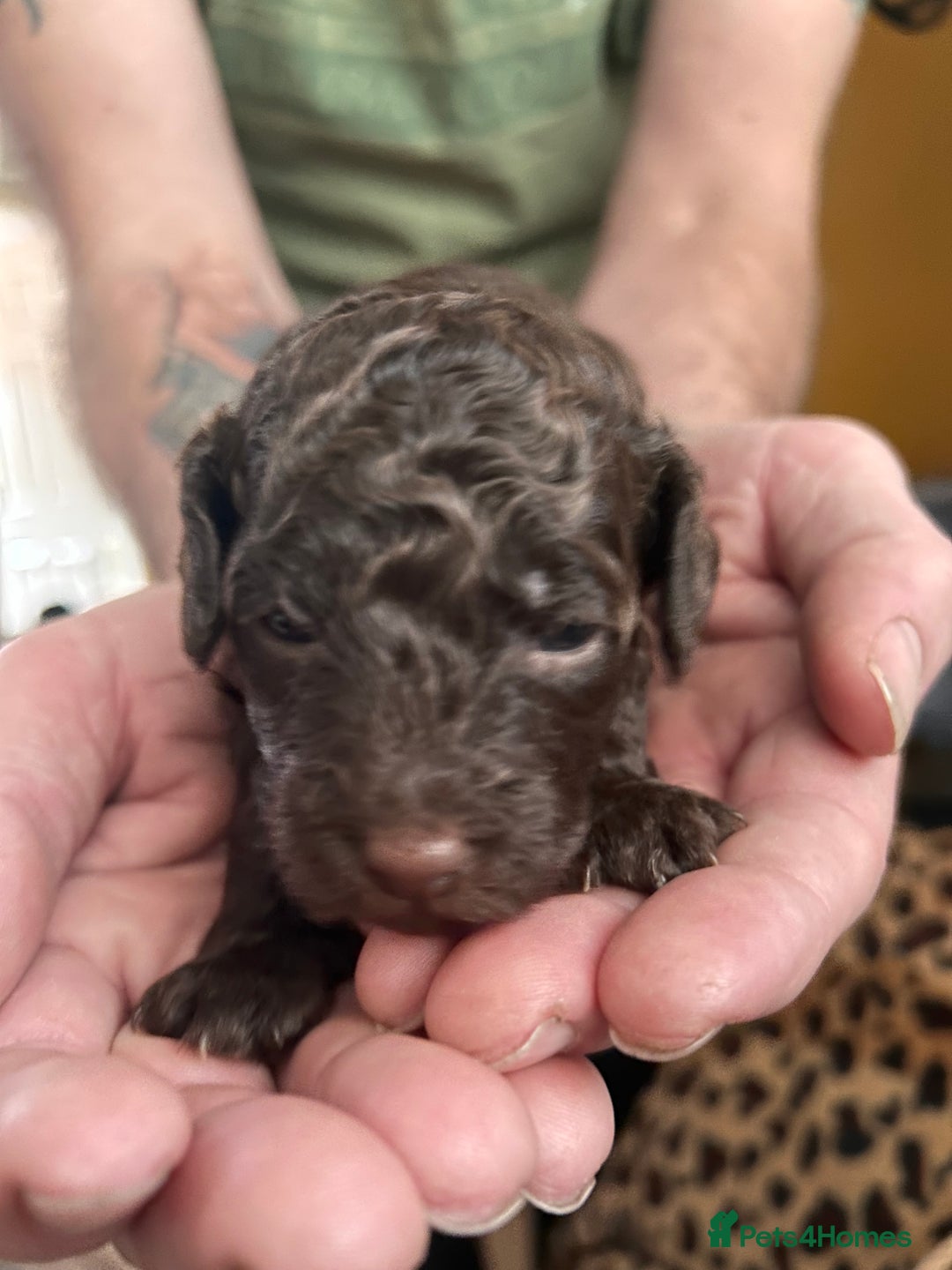 Miniature Poodle dogs for sale: Stunning Miniature Poodle Pups - Image 5